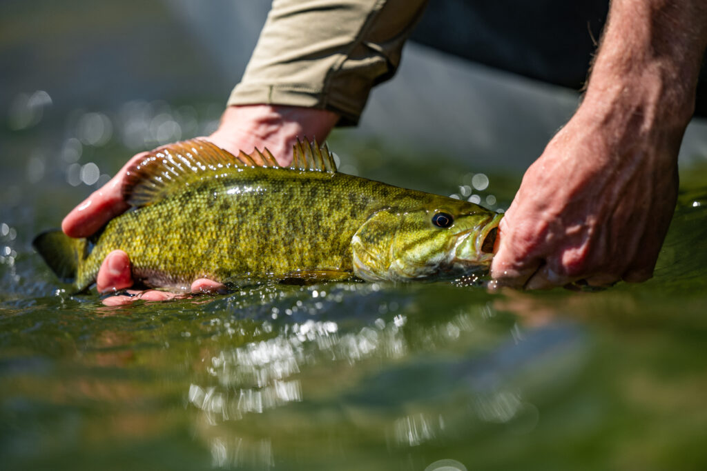 guided fly fishing trip small mouth bass john day river fly fishing, photo by Arian Stevens