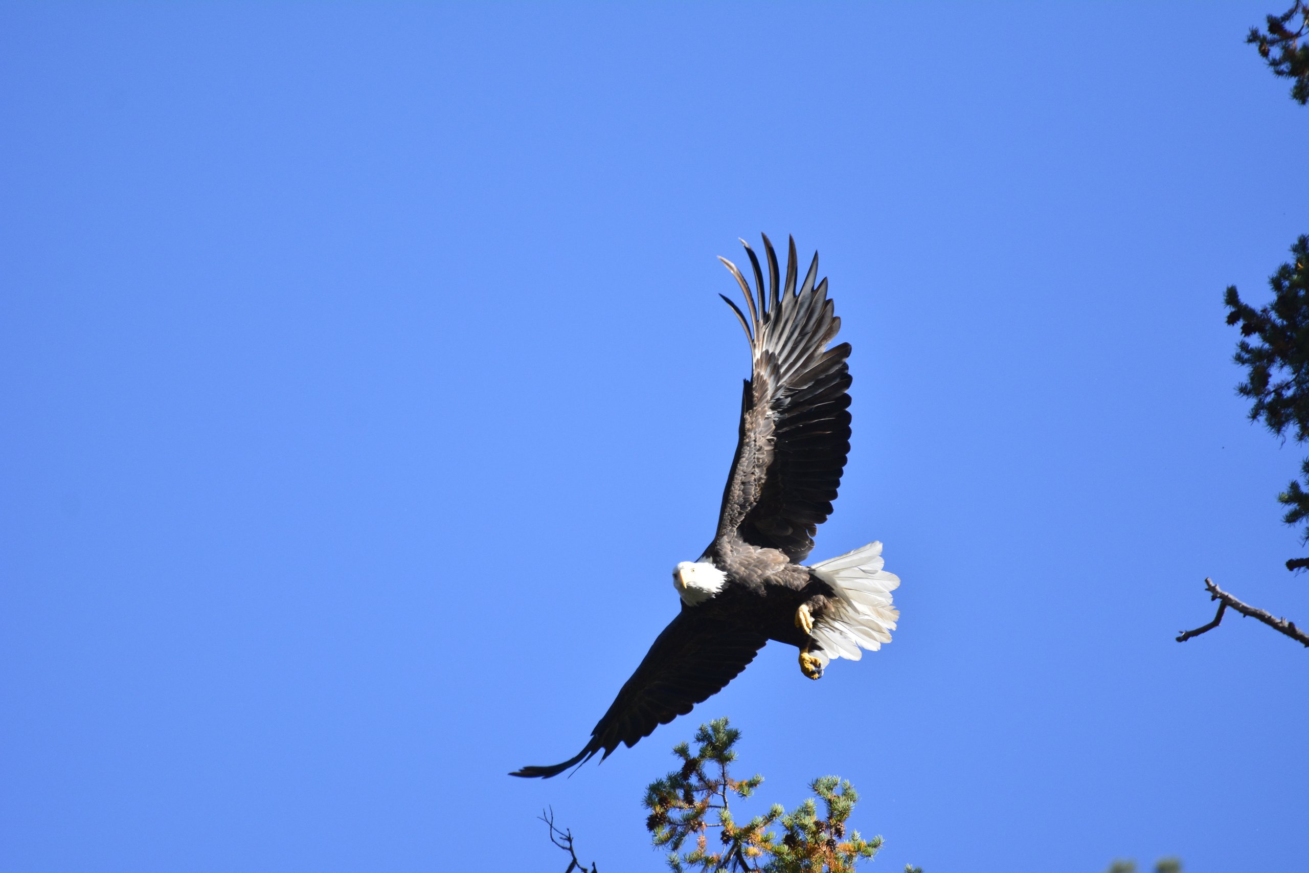 Eagle flying in the sky above the Grand Ronde River