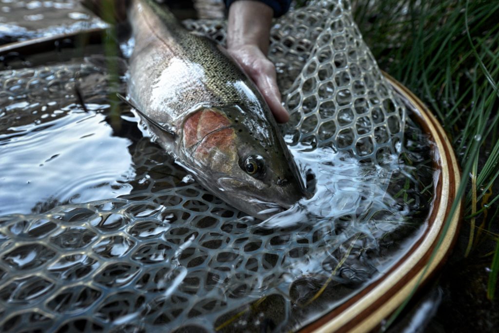 Close-up of someone holding a steelhead fish in a wet fishing net
