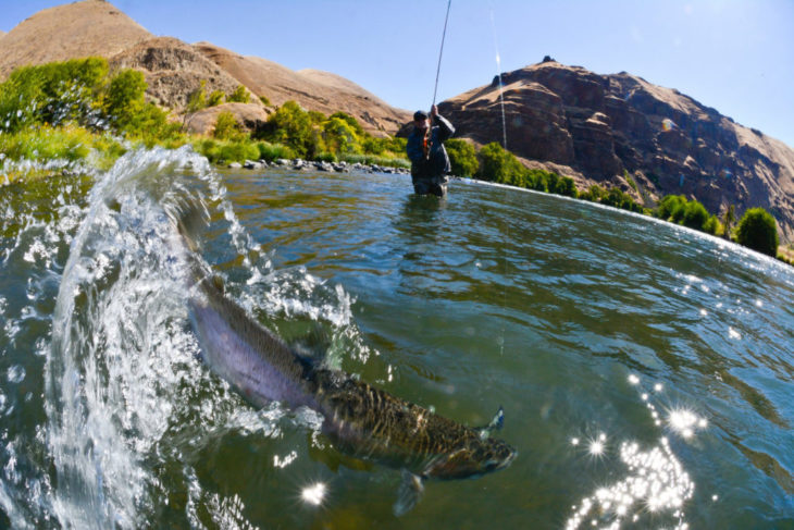 A man standing in the Deschutes river actively catching a fish with large mountains and a sunny sky behind him