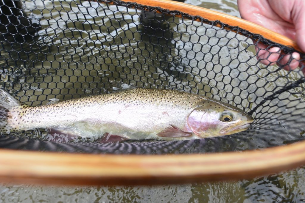 Close-up of someone holding a small trout in a wet fishing net