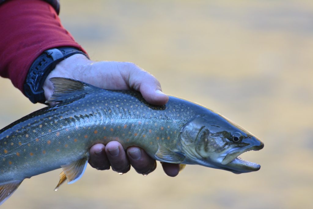 Close up of a hand holding a trout