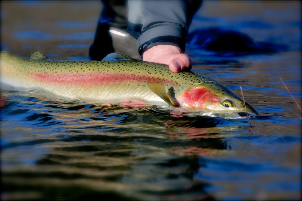 Close up of a person holding a steelhead fish in the water