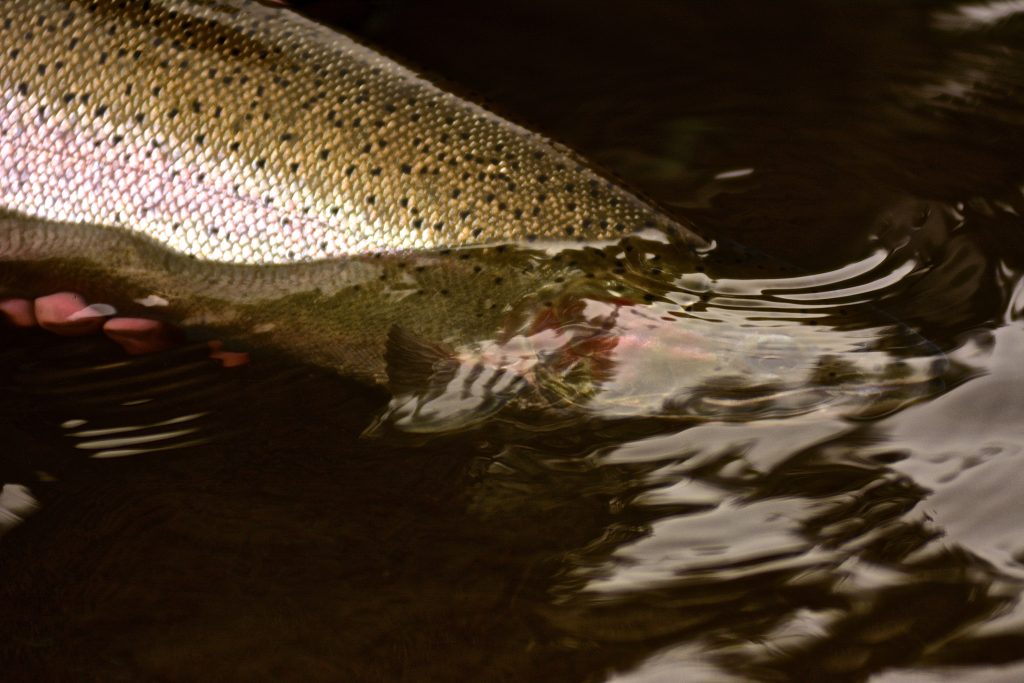 Close up of a Steelhead fish being pulled out of the Sandy River