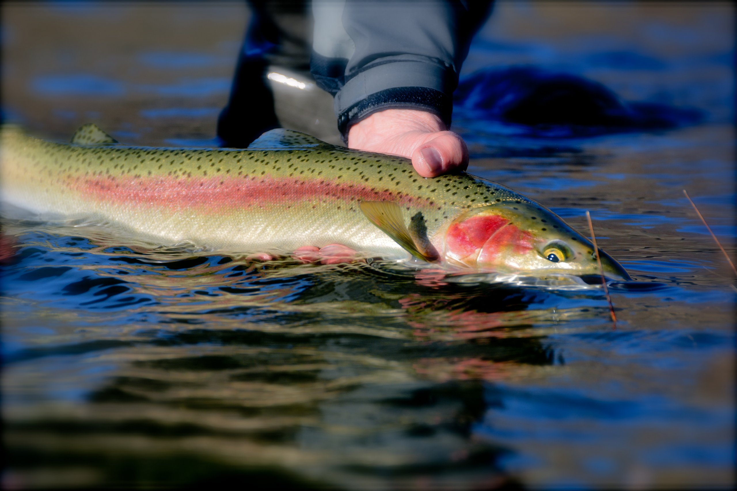 John Day River Steelhead Fishing Trip | Little Creek Outfitters & Guide